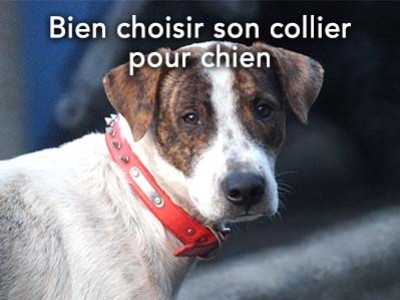 Comment bien choisir un collier pour chien?