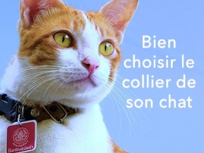 Comment choisir un collier pour son chat?